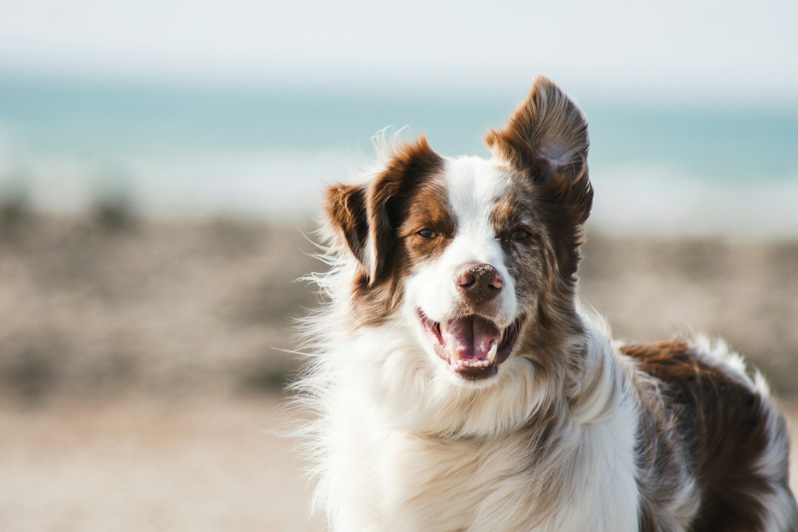 Cão alegre ao ar livre