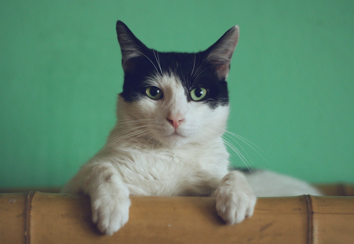 Gato curioso apoiado em um móvel