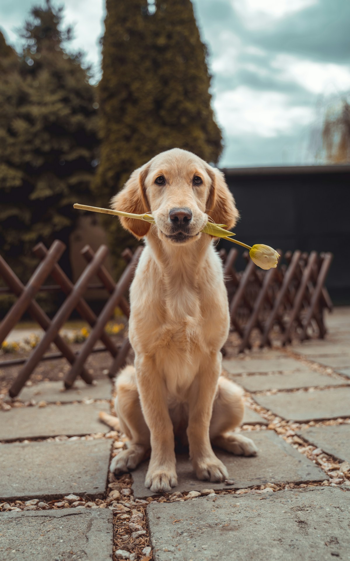 Filhote de cachorro com uma flor na boca